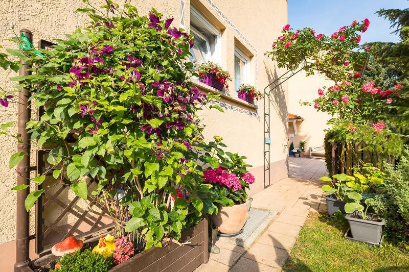 Hortensie Markdorf
